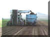 Beet Harvest R Lucky Star Ranch | Antique Farm Tools Museum - Antique Wrench Book - Marsing Idahowidth=