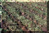 Defoliated Beets R Lucky Star Ranch | Antique Farm Tools Museum - Antique Wrench Book - Marsing Idaho