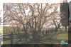 Spring Cherry Tree R Lucky Star Ranch | Antique Farm Tools Museum - Antique Wrench Book - Marsing Idaho