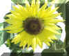 Sunflower R Lucky Star Ranch | Antique Farm Tools Museum - Antique Wrench Book - Marsing Idahowidth=