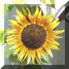 Sunflower R Lucky Star Ranch | Antique Farm Tools Museum - Antique Wrench Book - Marsing Idaho