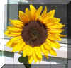Sunflower R Lucky Star Ranch | Antique Farm Tools Museum - Antique Wrench Book - Marsing Idaho