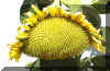Sunflower R Lucky Star Ranch | Antique Farm Tools Museum - Antique Wrench Book - Marsing Idaho