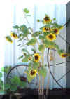 Sunflower All R Lucky Star Ranch | Antique Farm Tools Museum - Antique Wrench Book - Marsing Idaho