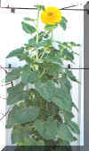Sunflower All R Lucky Star Ranch | Antique Farm Tools Museum - Antique Wrench Book - Marsing Idahowidth=
